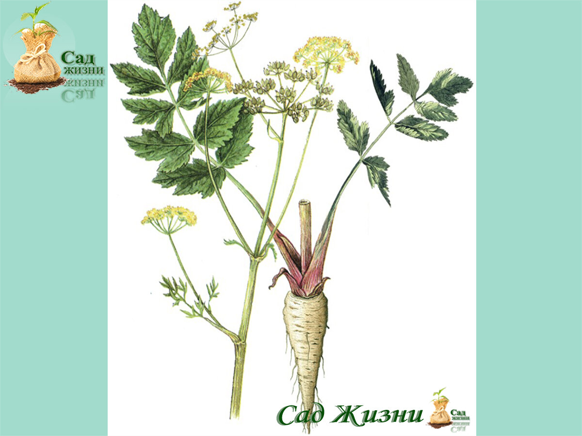 Gesunde Ernährung mit Pastinaken