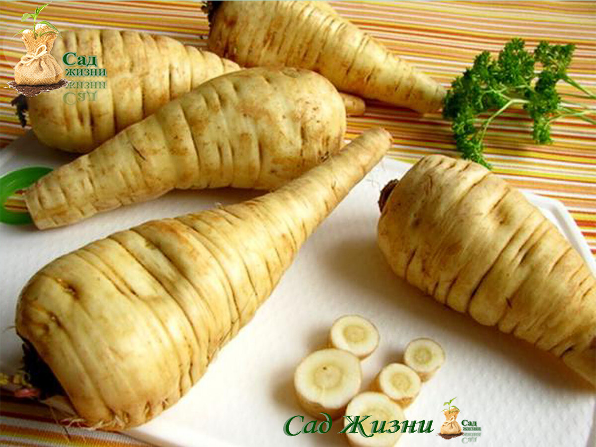 Pastinaken Zubereitung in der Küche