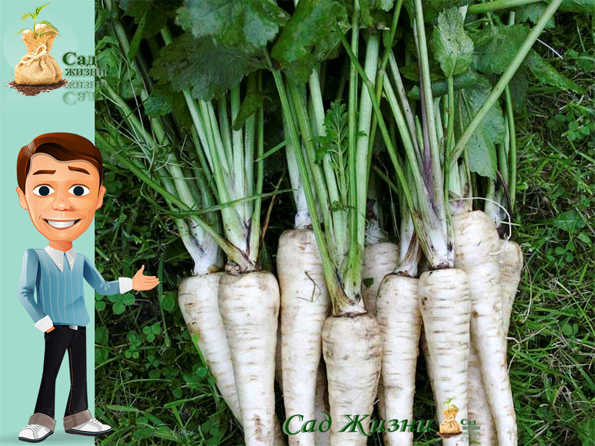 Pastinaken frisch geerntet - ein gesundes Wurzelgemüse